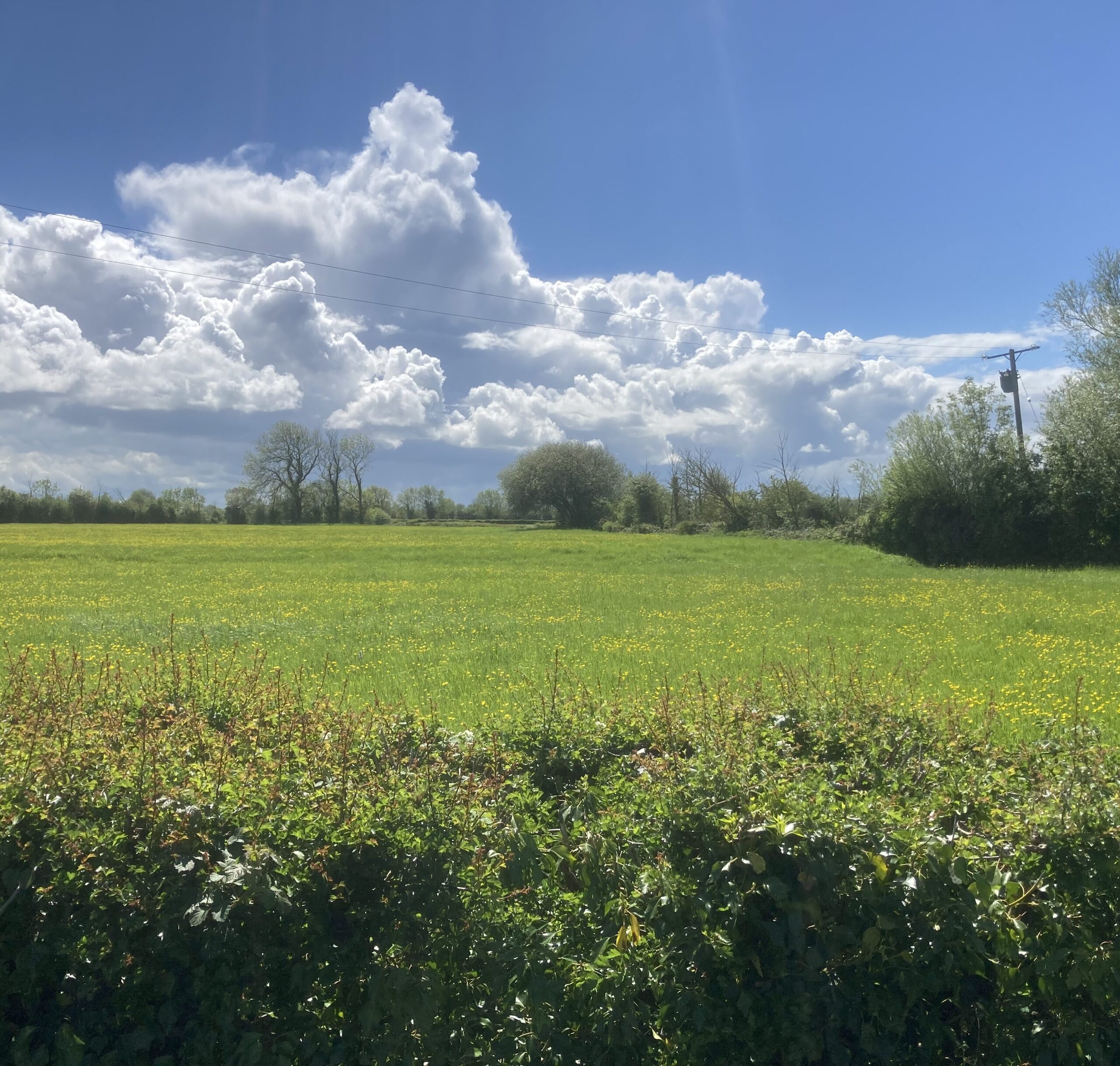 A field close to the Jo Bird factory in Somerset during a typical early May day