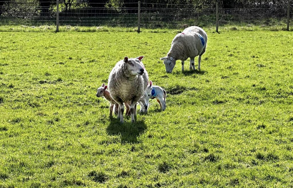 Signs of new life in the fields near the Jo Bird factory in Somerset.